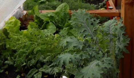 Growing Your Own Is More Than a Life-Style Choice Image